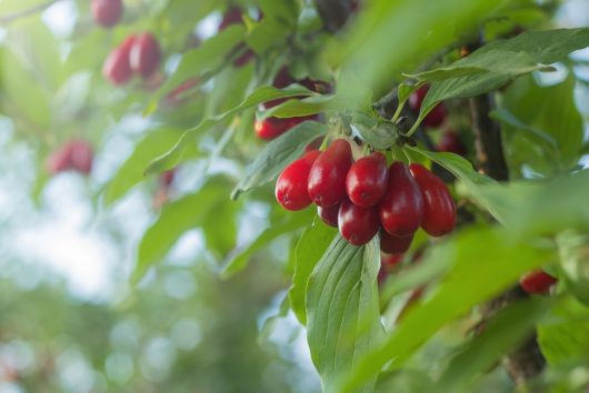 Clusters of red berries adorn a branch amid green leaves, akin to the Cornus 'Elegant™' Cornelian Cherry flourishing in an 8" pot.