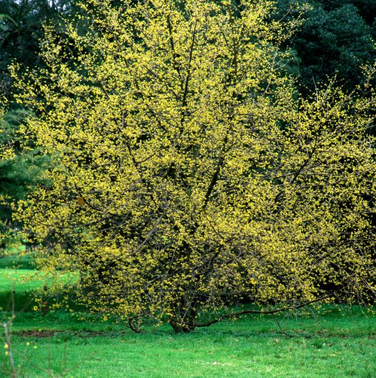 A Cornus 'Elegant™' Cornelian Cherry in an 8" pot stands gracefully with its bright yellow flowers in a green grassy area, surrounded by other trees.