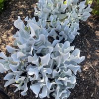 Silvery, curly-leafed plants with wavy edges growing in a garden bed with mulch.