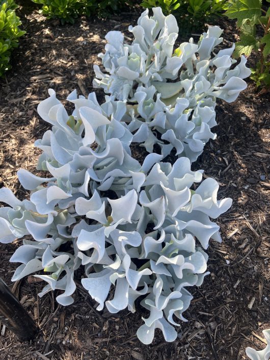 Silvery, curly-leafed plants with wavy edges growing in a garden bed with mulch.