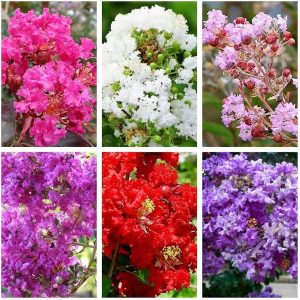 Collage of six crepe myrtle flowers in pink, white, light pink, purple, red, and lavender.