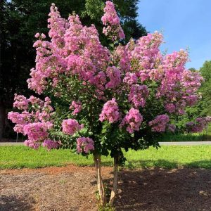 A small tree with vibrant pink blossoms and lush green leaves stands on a grassy area, with a clear blue sky in the background.