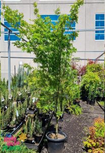 A potted tree with green leaves stands in an outdoor plant nursery. Multiple potted plants are arranged on the ground. A building with blue windows is in the background.