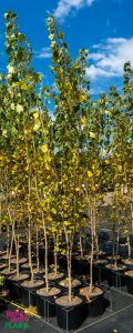 Young trees with green and yellow leaves in black pots are arranged in rows on a black surface. The sky is blue with scattered clouds.