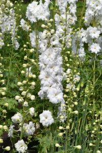 The Delphinium 'Magic Fountain Mix' in a 4" pot showcases elegant white flowers with tall spikes and buds, set against lush green foliage.