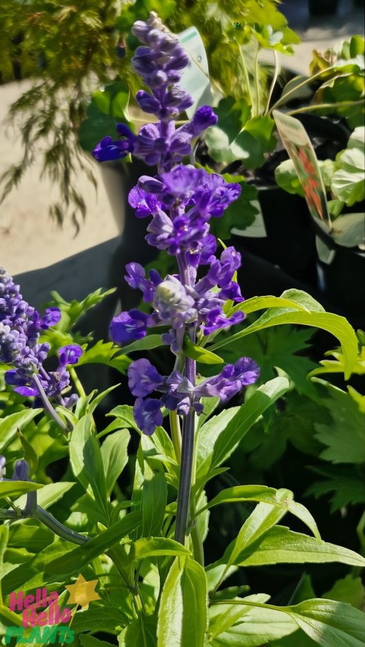 Close-up of a Delphinium 'Black Knight' flower spike, featuring tall purple blooms and green leaves, in a 6" pot set in a garden.