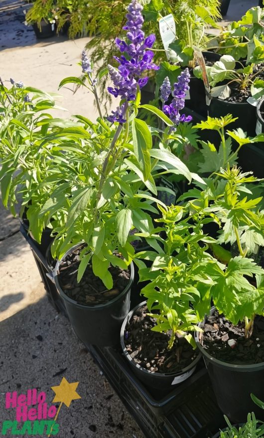 Delphinium 'Black Knight' plants with vibrant purple flowers displayed in rows, each in a 6" pot.