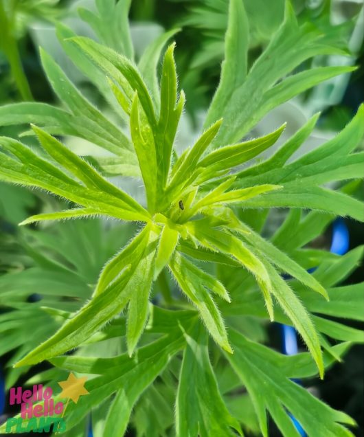 Close-up of a Delphinium '4" Pot' plant with slender, pointed leaves radiating from the center. The "Hello Hello Plants" logo is visible in the bottom left corner.