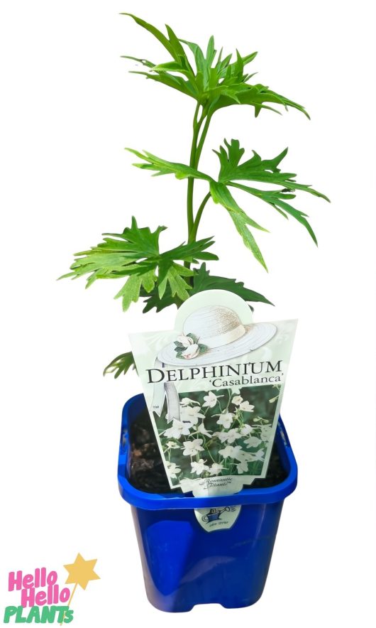 A 4-inch pot features a Delphinium plant with vibrant green foliage in a blue container, labeled "Delphinium 'Casablanca.'.