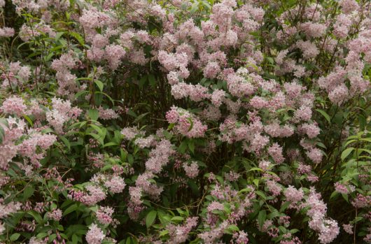 Dense clusters of small pink and white flowers with green leaves create a lush floral scene, filling the frame in a Deutzia 'Rose Deutzia' 8" Pot.