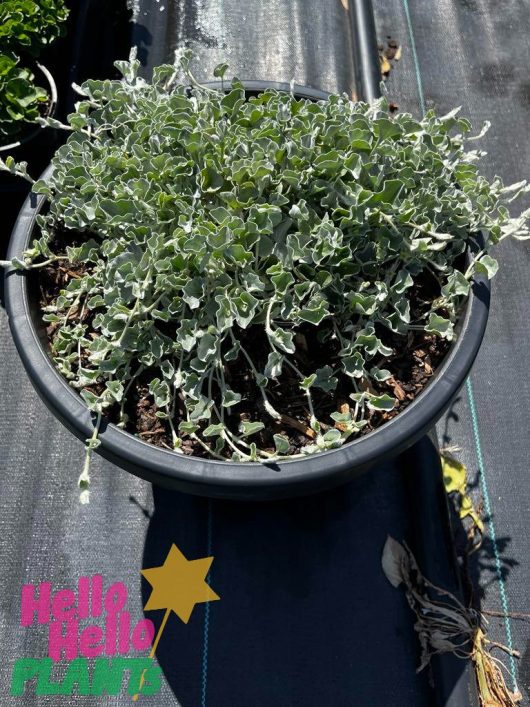 The Dichondra 'Silver Falls' 12" Pot features cascading silver-green leaves against a sleek black base and proudly displays the vibrant "Hello Hello Plants" logo.