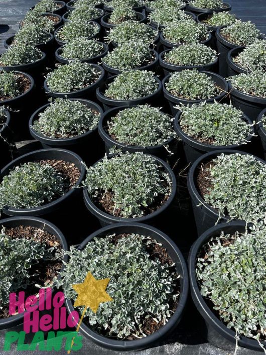 Rows of potted plants with small, grayish-green leaves, like those of the 12" Dichondra 'Silver Falls,' are arranged on a black surface.