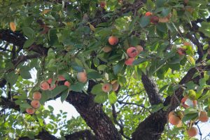 Tree branches are adorned with lush green leaves and abundant ripe Diospyros 'Common Persimmon' from a 10" pot, creating a vibrant scene.