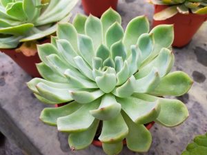 A vibrant green Echeveria 'Mexican Rose' succulent in a red pot rests on a concrete surface, highlighting its intricate beauty.