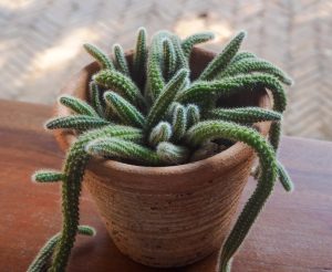 A Euphorbia 'Medusa's Head' fills a small 7" tan pot, its green, fuzzy cactus-like stems elegantly resting on a wooden surface.