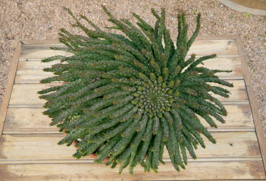 Overhead view of Euphorbia 'Medusa's Head' in a 7" pot on a wooden table, surrounded by gravel.