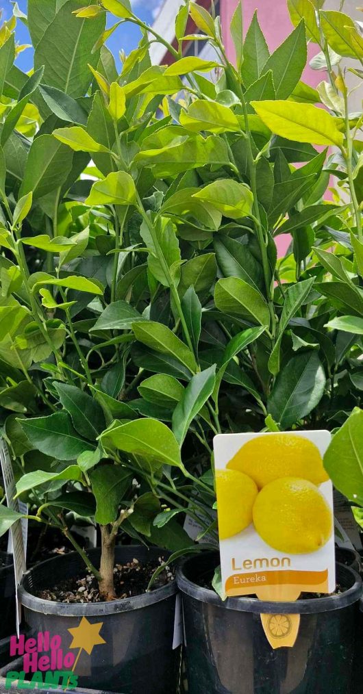 Displayed are Citrus 'Eureka' Lemon trees in 6" pots, lush with green leaves. One pot features a label with lemons and "Lemon Eureka.