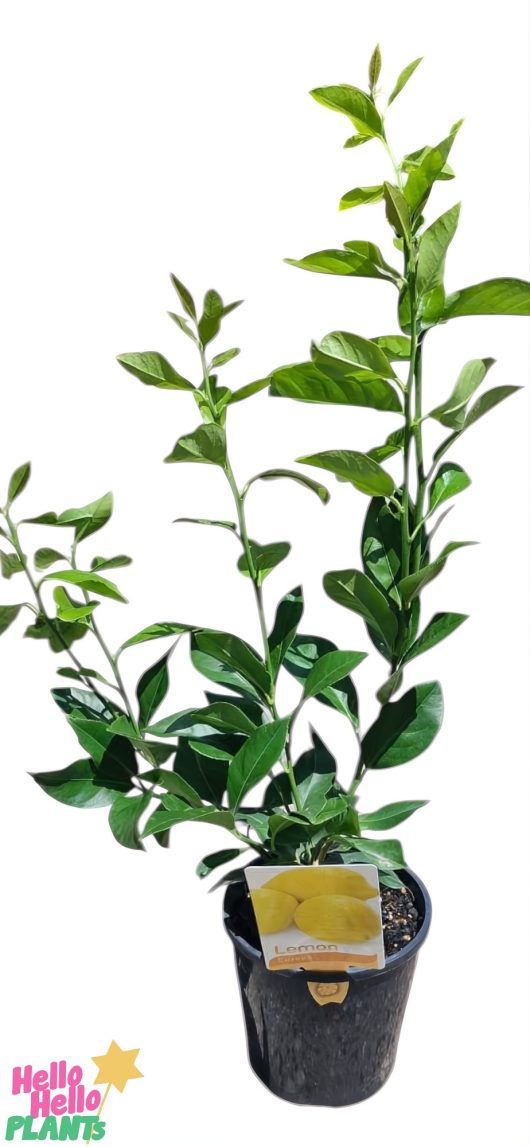 A Citrus 'Eureka' Lemon Tree with vibrant green leaves and a yellow tag grows elegantly in a sleek black 6" pot.