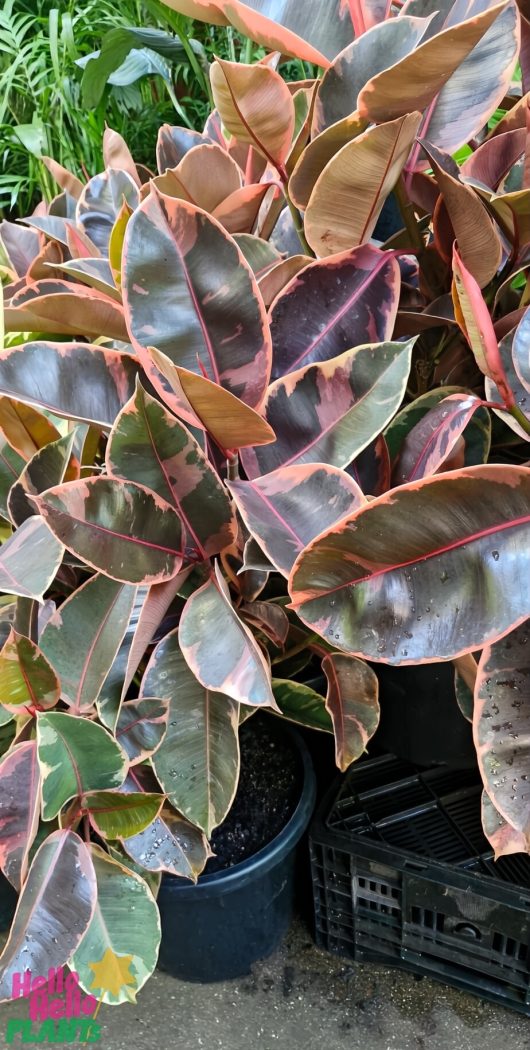 A vibrant Ficus 'Ruby' Rubber Fig with its pink and green leaves sits in a sleek black pot on a dark surface, accompanied by the plant store logo in the bottom left.