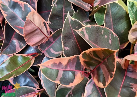 A Ficus 'Ruby' Rubber Fig in a 12" pot displays vibrant variegated leaves, with an eye-catching mix of green, pink, and orange colors.