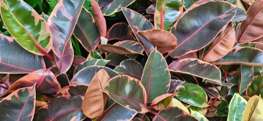 Close-up of Ficus 'Ruby' Rubber Fig leaves with glossy, multicolored surfaces in green, pink, and maroon hues in a 12" pot.