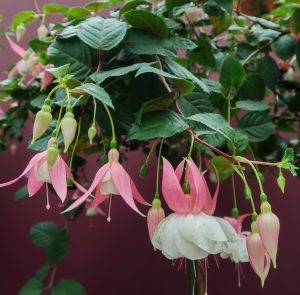 In a 6" pot, the Fuchsia 'Annabel' displays pink and white flowers gracefully hanging from its leafy plant against a muted background.