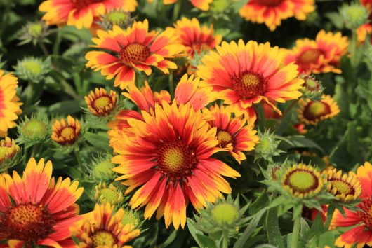 A vibrant cluster of Gaillardia 'Blazing Sun' in an 8" pot showcases a stunning mix of bright orange and red hues, nestled amidst lush green foliage.