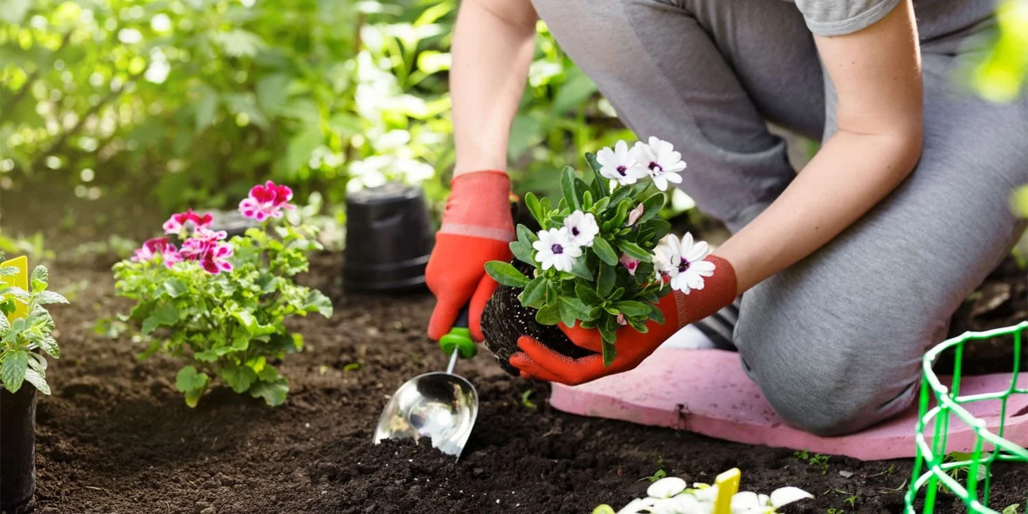 Wearing orange gloves, a person reaps the many benefits of gardening by planting white and pink flowers in a lush garden using a small spade.