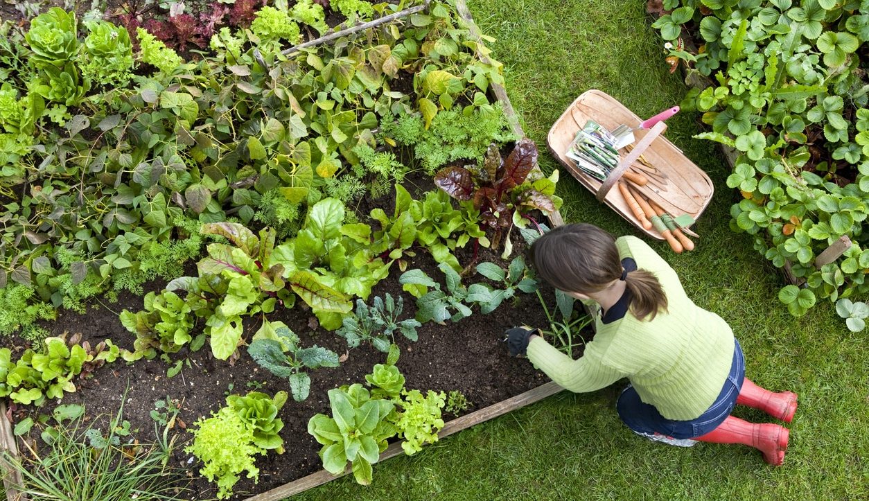 Amidst flourishing green plants, a person meticulously tends to their vegetable garden, utilizing expert garden design practices along with essential gardening tools.