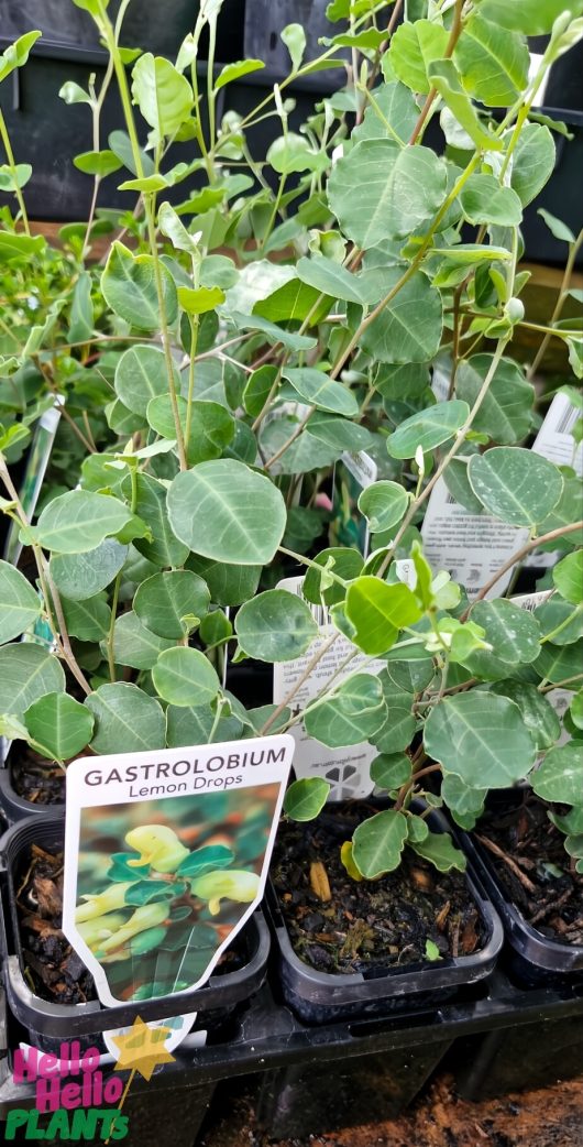 The 3" pot of Gastrolobium 'Lemon Drops' features lush green leaves and delicate yellow pea flowers, elegantly housed in a sleek black container.