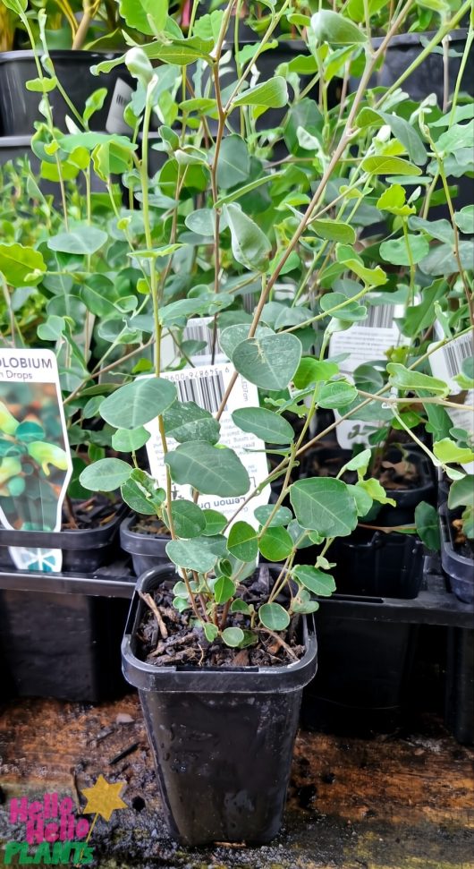 A potted Eucalyptus with bluish-green round leaves is elegantly displayed in a black container, complemented by the vibrant Gastrolobium 'Lemon Drops' Yellow Pea Flower, which adds a burst of color. A plant label subtly appears in the background.