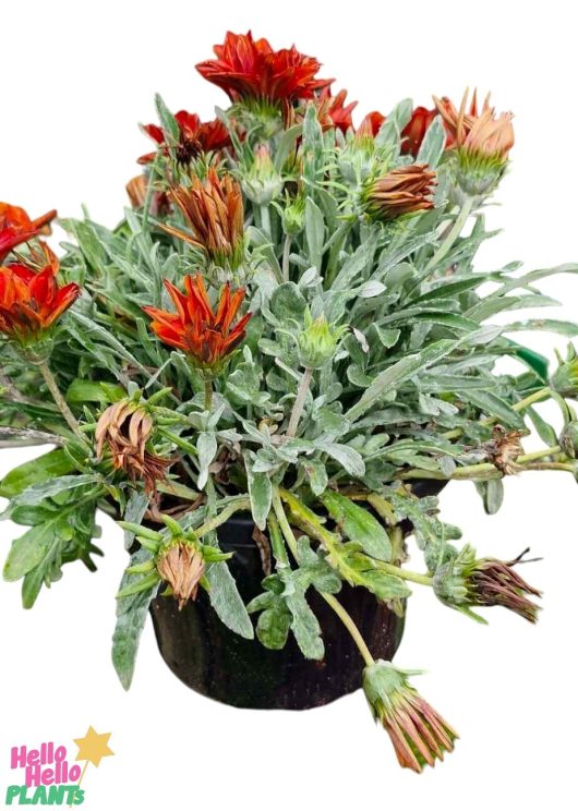 A Gazania 'Kiss™ Frosty Red' in an 8" pot, with green leaves and vibrant red-orange flowers, elegantly showcases nature's vivid artistry in every bloom.