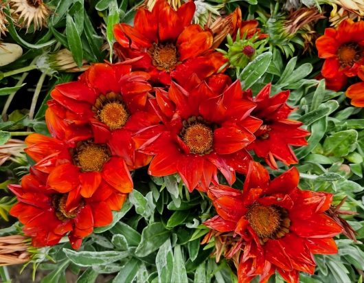 The Gazania 'Kiss™ Frosty Red' in an 8" pot blooms with vibrant red flowers and dark centers, surrounded by lush green leaves, ideal for adding a splash of color to your garden.