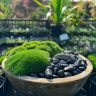 A shallow bowl containing green moss and smooth black stones set among stylish potted plants in a contemporary outdoor garden setting.