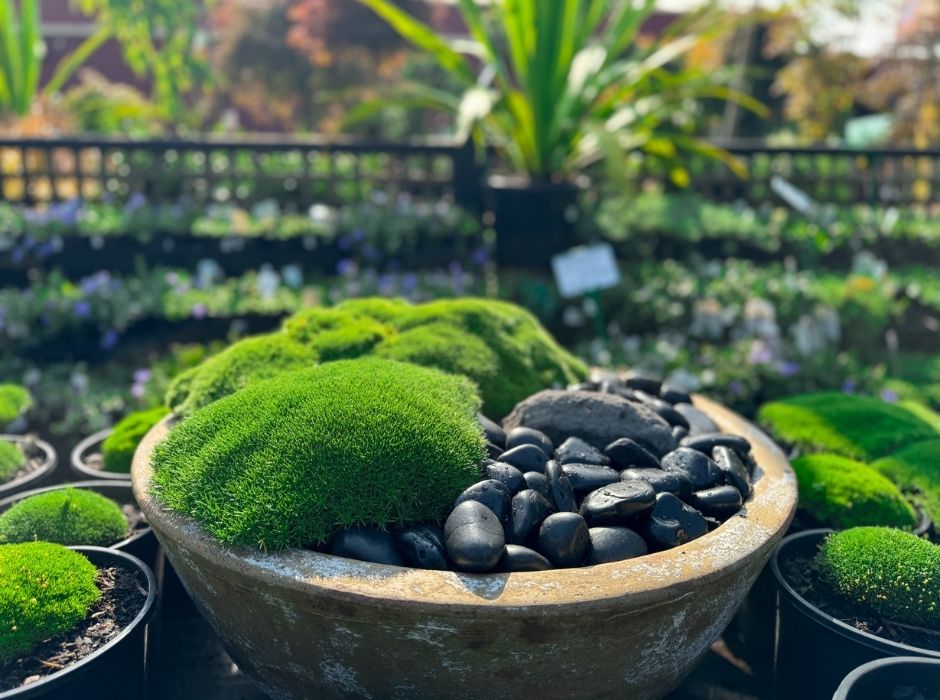 A shallow bowl containing green moss and smooth black stones set among stylish potted plants in a contemporary outdoor garden setting.