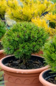 Small pine trees in terracotta pots with vibrant green foliage offer the many benefits of gardening, nestled among yellow-tinted plants.