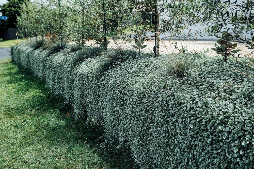 A row of dense hedges with small white flowers is lined with young fruit trees, adding a touch of orchard charm beside the grassy area.