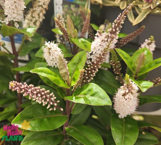 The Hebe 'Taranaki' Kiwi Hebe® in a 6" pot features green leaves with clusters of small white and pink flowers. A "Hello Hello Plants" logo is placed in the bottom left corner.