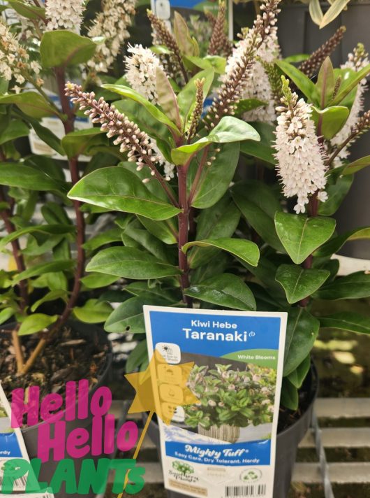 Close-up of a Hebe 'Taranaki' Kiwi Hebe® in a 6" pot showcasing its white blooms and neatly labeled at a garden store.