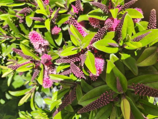 The Hebe 'Timaru' Kiwi Hebe® in a 6" pot showcases a cluster of green leaves and vibrant pink flowers, creating an enchanting garden display.