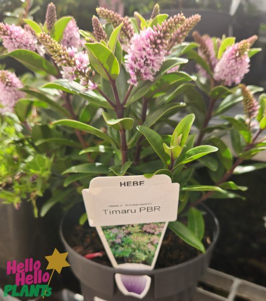 The Hebe 'Timaru' Kiwi Hebe® 6" Pot rests elegantly on a shelf, its green leaves and light purple flowers enhancing the charm of the Hebe x Andersonii Timaru PBR.