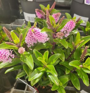 This close-up captures the vibrant Hebe 'Timaru' Kiwi Hebe® with lush green leaves and clusters of small pink flowers arranged in a 6" pot, adding elegance to any space.