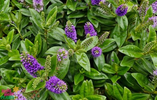 The dense cluster of purple flowers with green leaves, some adorned with raindrops, mirrors the vibrant beauty of Hebe 'Nuhaka' Kiwi Hebe 6" Pot in full bloom.