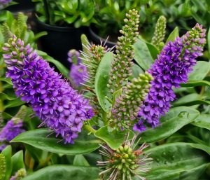 Close-up of vibrant purple flowers and lush green leaves of Hebe ‘Nuhaka’ Kiwi Hebe, showcasing its elegance in a garden setting, 6" pot.