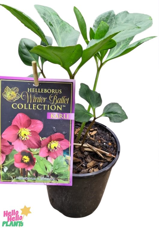 The Helleborus 'Winter Ballet Karli' 6" Pot boasts lush greenery with a tag showing delicate pink flowers.