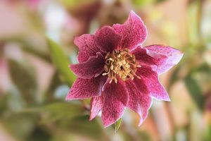 A close-up of Helleborus 'Winter Ballet Karli' in a 6" pot, highlighting its pink and maroon petals with a vibrant yellow center. The delicate bloom is surrounded by softly blurred green leaves and stems.