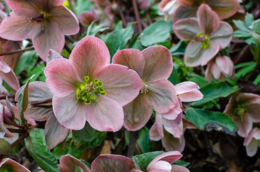 Helleborus 'Winter Ballet Katie' 7" Pot