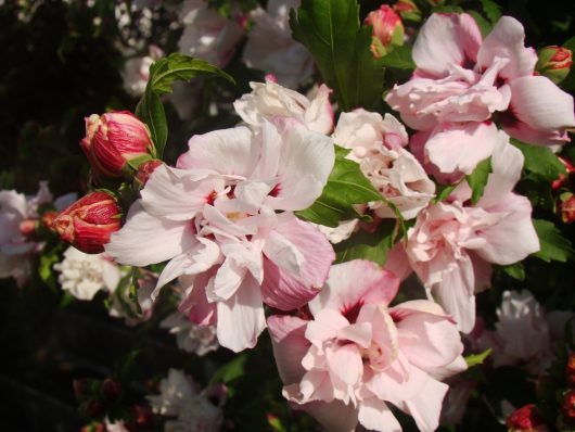 Close-up of Hibiscus 'Single Purple' blossoms and green leaves in sunlight, thriving beautifully in an 8" pot.