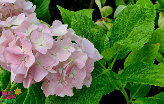 Pink hydrangea flowers with green leaves in the background. Bright and lush foliage surrounding the blooms.