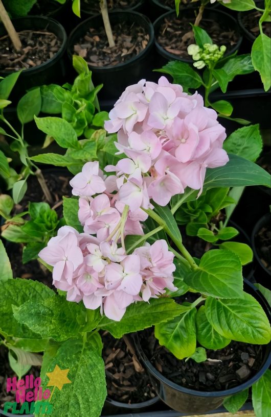 Pale pink hydrangea flowers with green leaves in black pots.